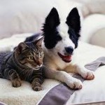 Les crises d’épilepsie chez les chiens et les chats sont-elles prises en charge par l’assurance santé animaux ?