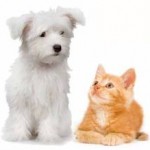 Liste des meilleures assurances chiens chats avec comparatif en 2024