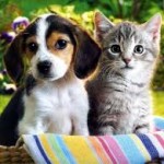 Quels critères pour qu’un animal de compagnie ait accès à une assurance santé ?