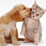 Assurance chien et chat : Profils des animaux acceptés par les assureurs