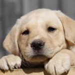 Mutuelle chien : guide pour choisir le meilleur contrat