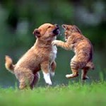 Zoom sur les mutuelles chats et chiens en France