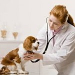 Pourquoi souscrire à une mutuelle ou assurance santé pour son chien ?