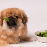 Assurance chien : les aliments thérapeutiques sont-ils pris en charge ?