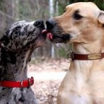 Quid d’une bonne couverture santé pour les chiens de chasse