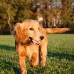 Guide de l’assurance pour chien 