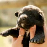 Assurances animaux : pourquoi protéger son chiot ?