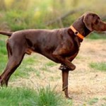 Quelle assurance pour chien de chasse petit et gros gibier