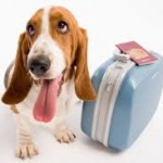 Partir sereinement en vacances avec son chien : comment faut-il gérer ?