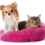 Mutuelle santé pour animaux de compagnie pour assurer ses chien et chat de compagnie