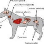 Santé chiens : maladies du système endocrinien