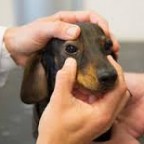 Santé chiens : la maladie de Carré