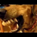 Santé chiens : la rage