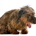 Santé chiens : la toux de chenil