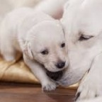 Santé chiens : la  gestation