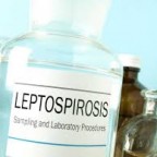 Santé chiens :  la leptospirose