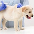 Santé chiens : les vaccins du chiot