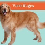 Santé chiens : les vermifuges