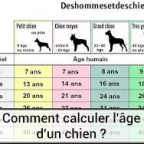 Calculer l’âge du chien en âge humain
