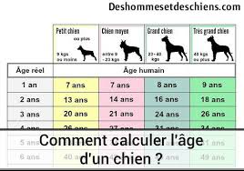 Calculer Lâge Du Chien En âge Humain Comparateur De