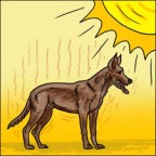 Canicule : comment protéger son chien et chat ?