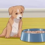 Santé chien : Guide du sevrage des chiots