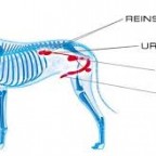 Mon chien a des difficultés à uriner – Que faire ?