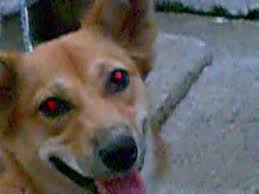 Mon Chien A Les Yeux Rouges Que Faire Comparateur De