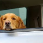 Mon chien est malade en voiture. Que faire ?