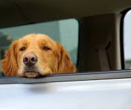 Mon chien est malade en voiture : que faire ?