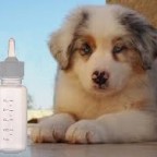 Comment allaiter artificiellement un chiot ?