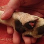 Mon chien a une blessure aux coussinets- comment le soigner ?