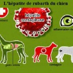 Santé chiens : l’hépatite de rubarth – symptômes et traitement