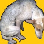 Santé chiens : l’hypothyroïdie
