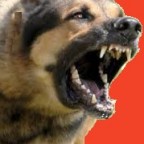 Guide sur la rage et ses implications chez le chien