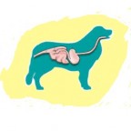 Santé chiens : la malabsorption intestinale