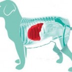 Santé chiens : la maladie du foie