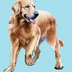 Races de chien les mieux préférées des français : le Golden Retriever