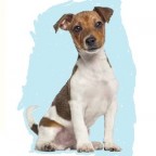 Races de chien les mieux préférées des français : le Jack Russel Terrier