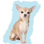 Races de chien les mieux préférées des français : le Chihuahua
