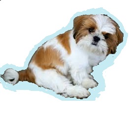 Races De Chien Les Plus Préférées Des Français Le Shih Tzu