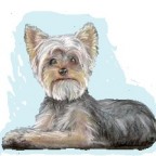 Races de chien les plus aimées des français : le Yorkshire Terrier