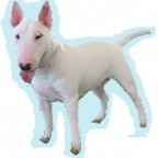 Races de chien les plus préférées des français : le Bull Terrier