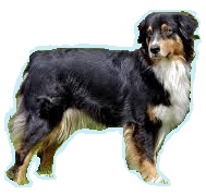 Races De Chien Les Plus Préférées De Français Le Berger