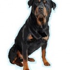 Les races de chien les plus préférées de français : le Rottweiler