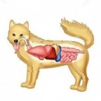 Santé chiens : anatomie et morphologie d’un chien