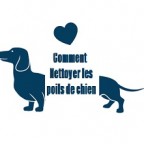 Comment nettoyer les poils de chien dans la maison