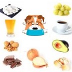 Santé chiens : quels sont les aliments dangereux pour les chiens ?