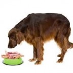 Santé du chien : Quelle alimentation pour un chien âgé ?