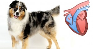 mutuelle chien
